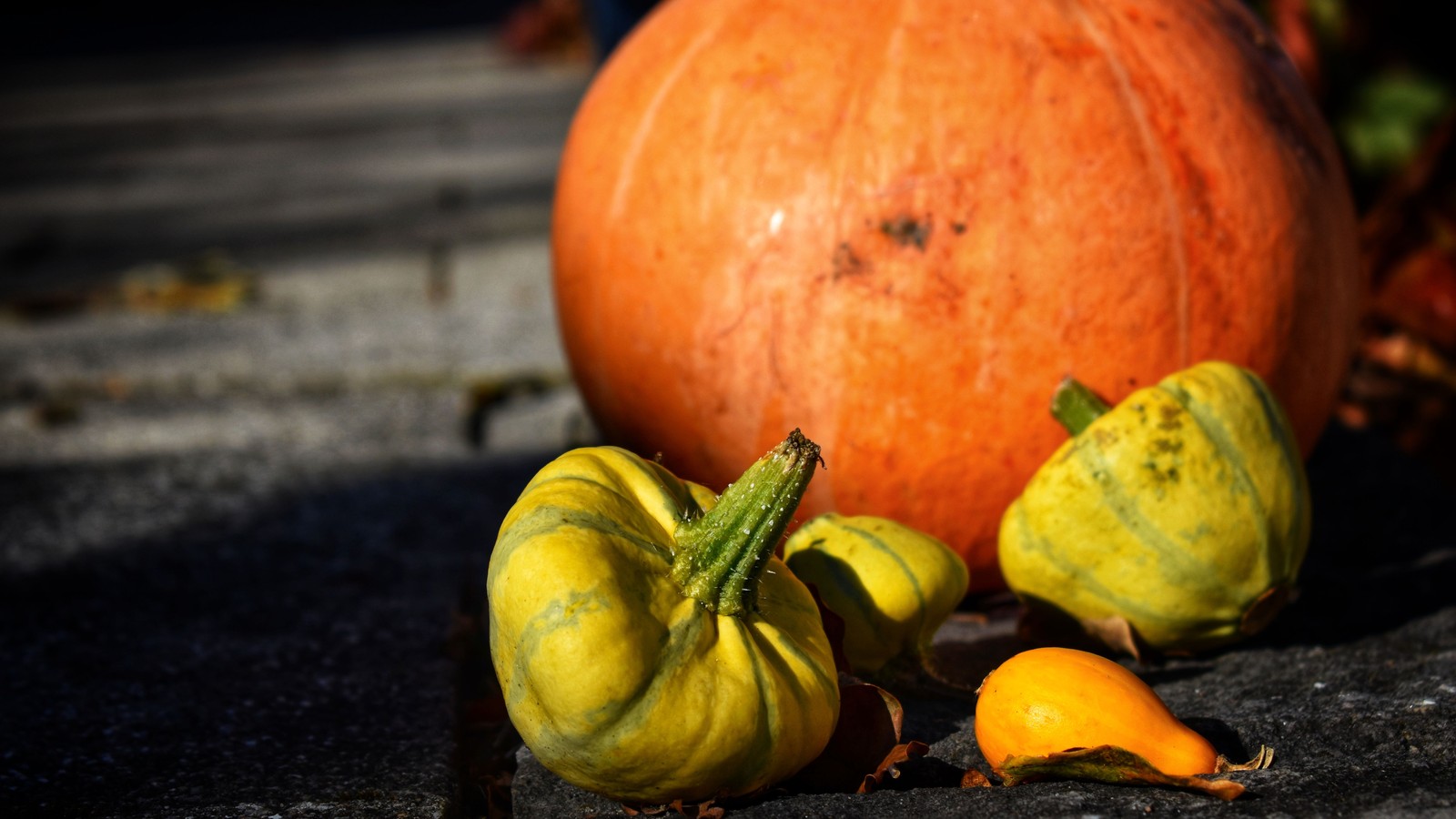Assortiment de courges potirons et cucurbitacees dores recoltes en automne