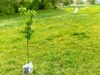 Plantation d’un arbre fruitier en racines nues dans une terre de jardin meuble