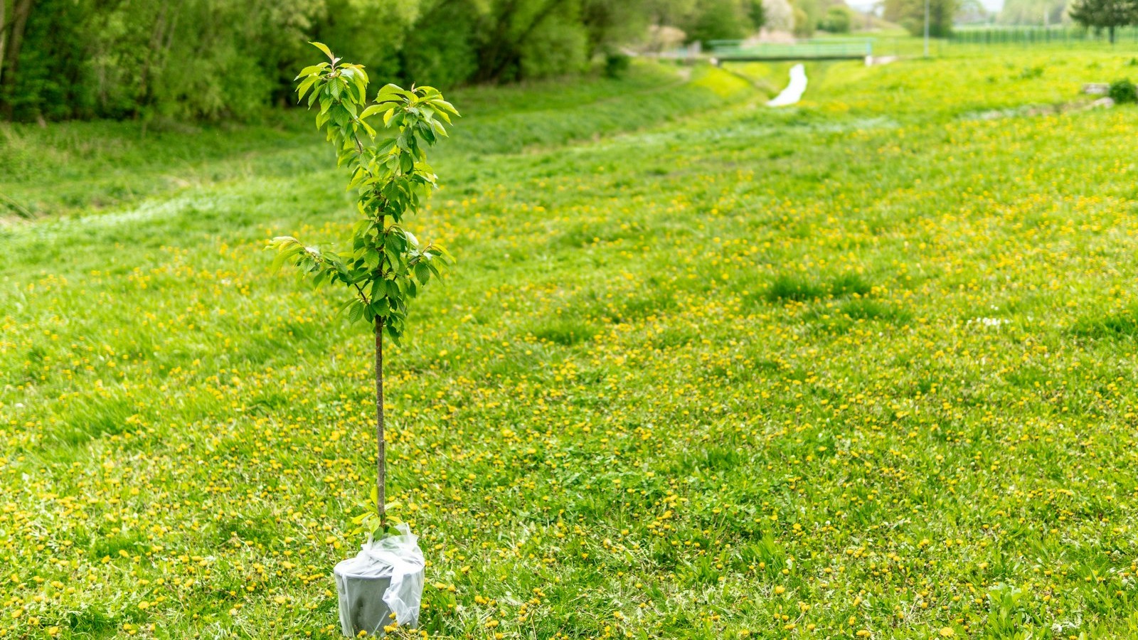 Plantation d’un arbre fruitier en racines nues dans une terre de jardin meuble