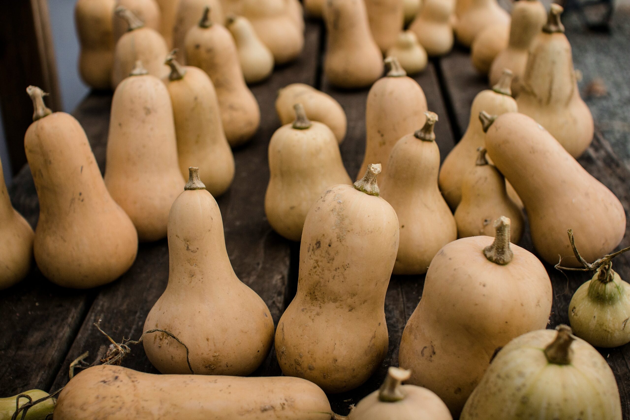 Courges butternut allongees recoltees et stockees sur une table en bois