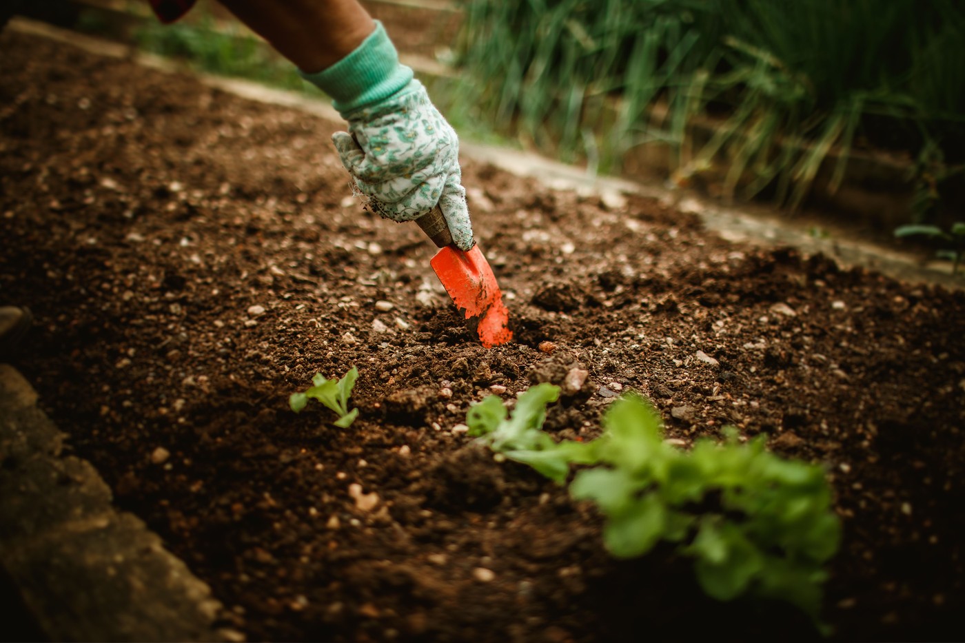 Jardinier repiquant de jeunes plants dans une terre meuble