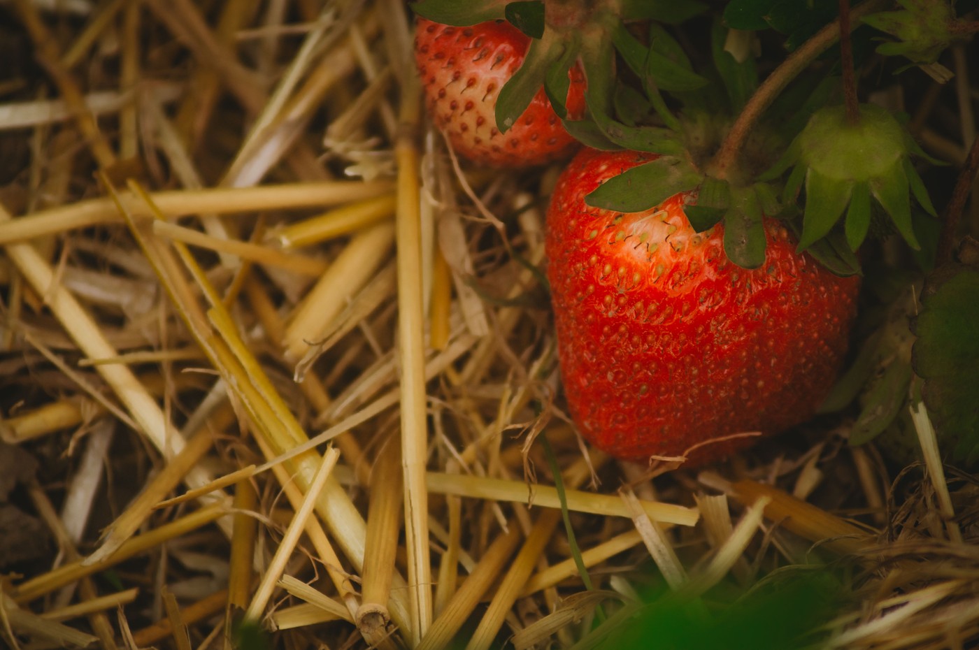 Pieds de fraisiers vigoureux sur lit de paille protecteur