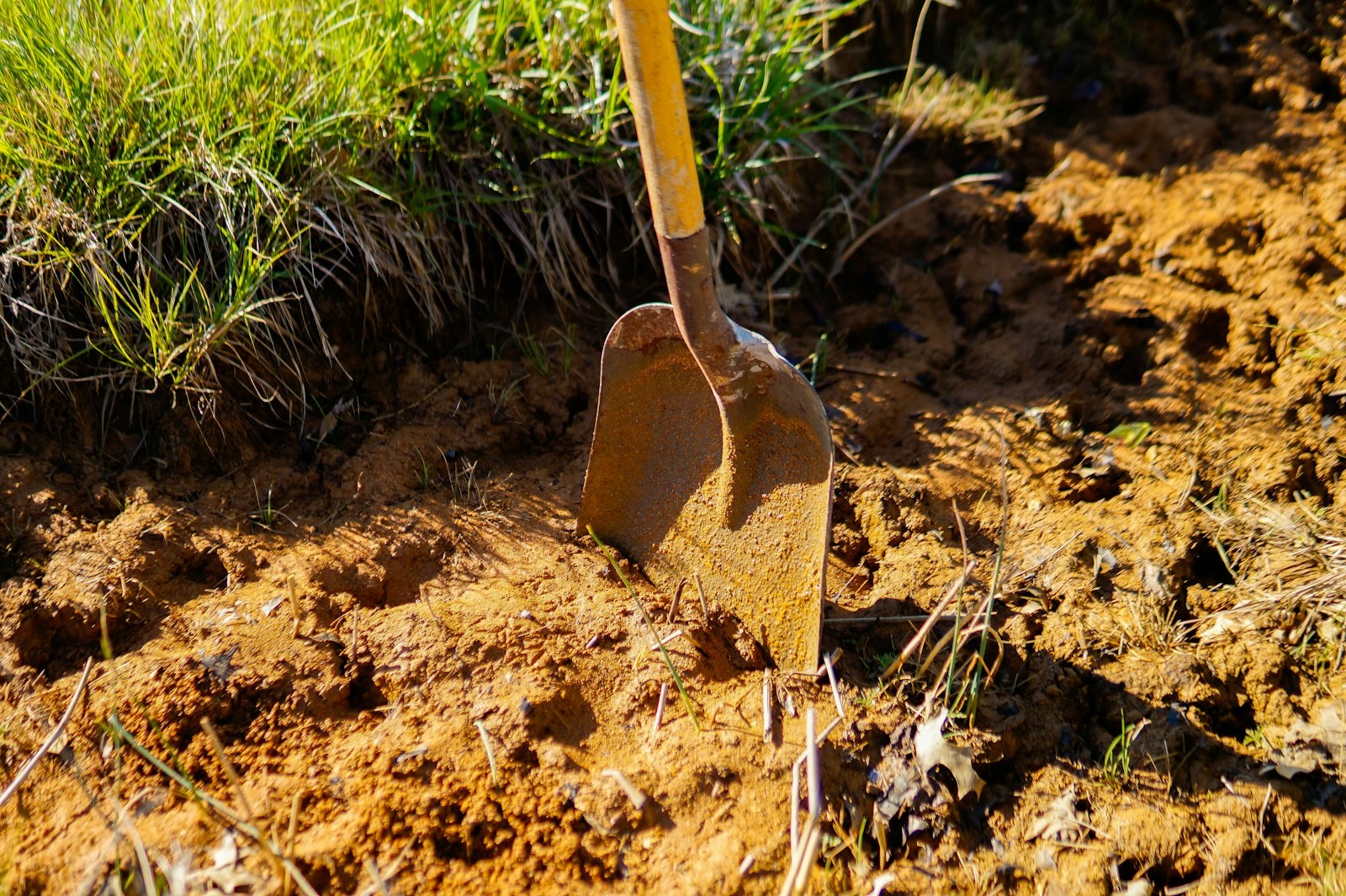 Bêche de jardin enfoncée dans une terre meuble et riche pour préparer le sol