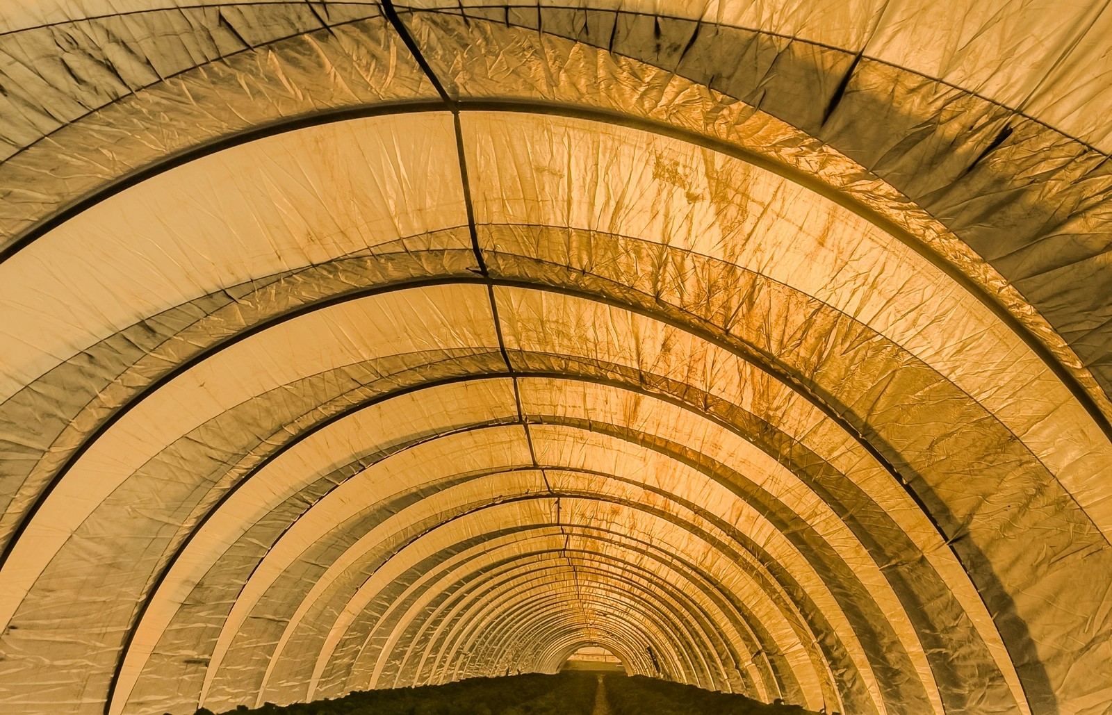 Structure en arceaux recouverte d'un voile blanc de protection thermique dans les cultures