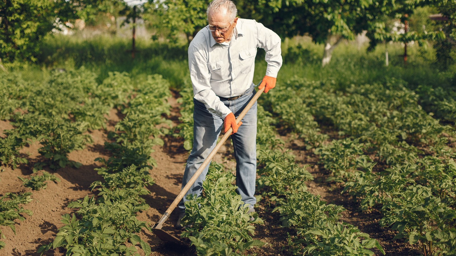 Jardinier travaillant la terre meuble au pied de ses légumes dans un potager