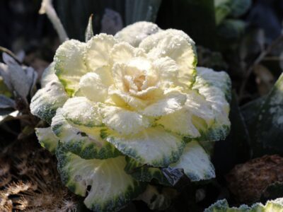 Voile d hivernage au potager en automne quel grammage