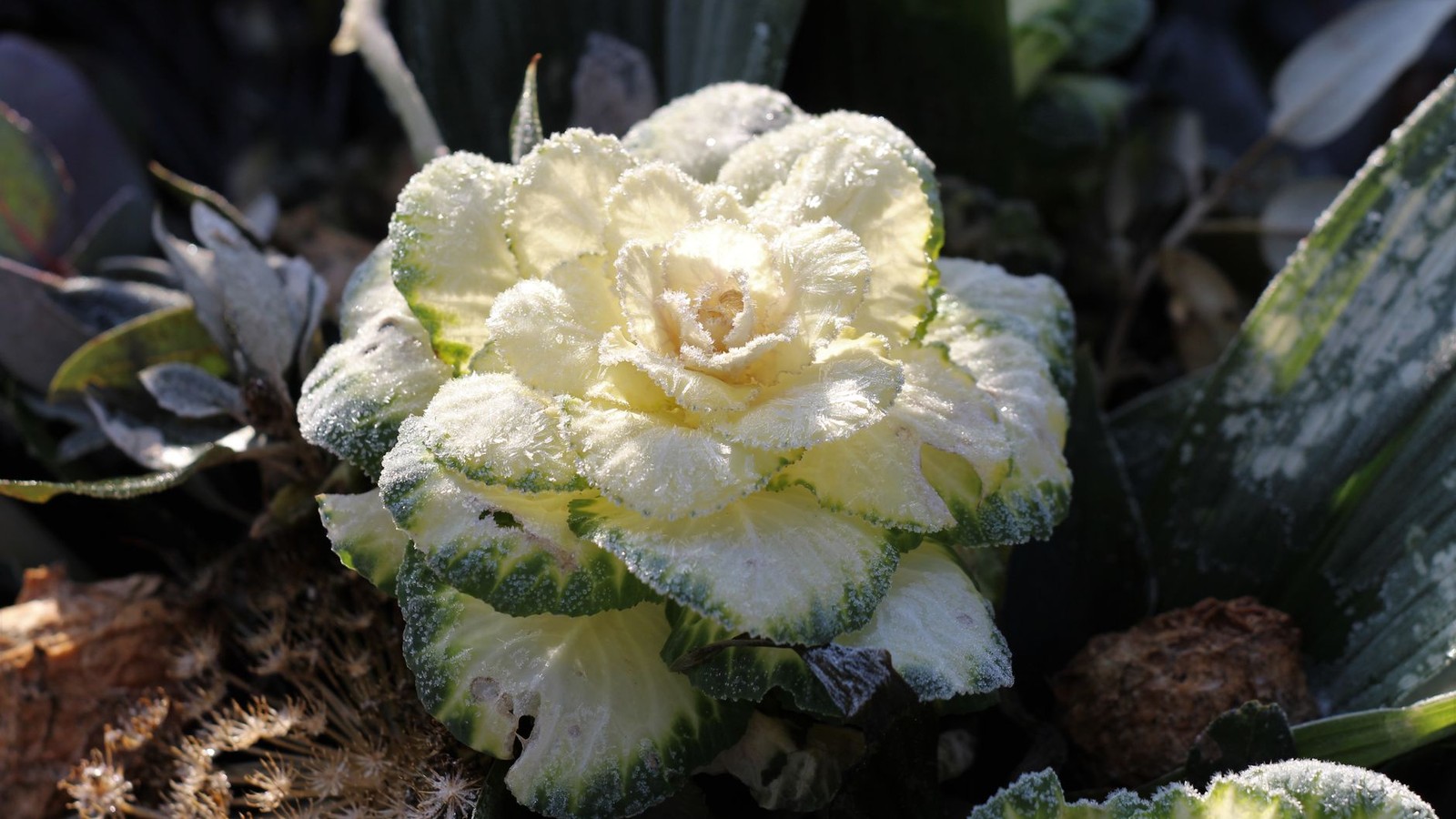 Chou couvert de givre matinal dans un potager en hiver